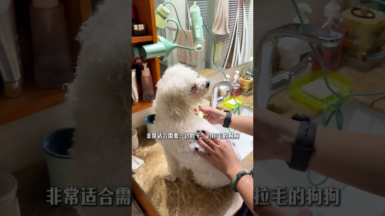 vlog.174 immersive renovation of two dogs for the Spring Festival #Dog bath#Pet cleaning#G