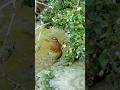 With A Rusty Red Face And Throat Red Throated Pipit Anthus Cervinus Wildlife Birds Bird With A Rusty Red Face And Throat Red Throated Pipit Anthus Cervinus Wildlife Birds Bird