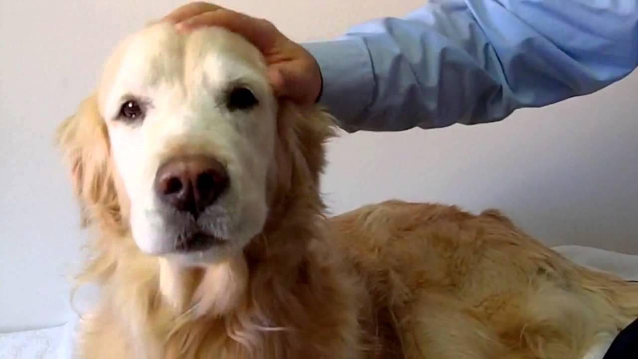 Dog Teeth Cleaning Risks YouTube