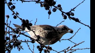 1285. Drozd kvíčala, Fieldfare, Wacholderdrossel, Kramsvogel, Grive litorne, Рябинник, Kwiczoł