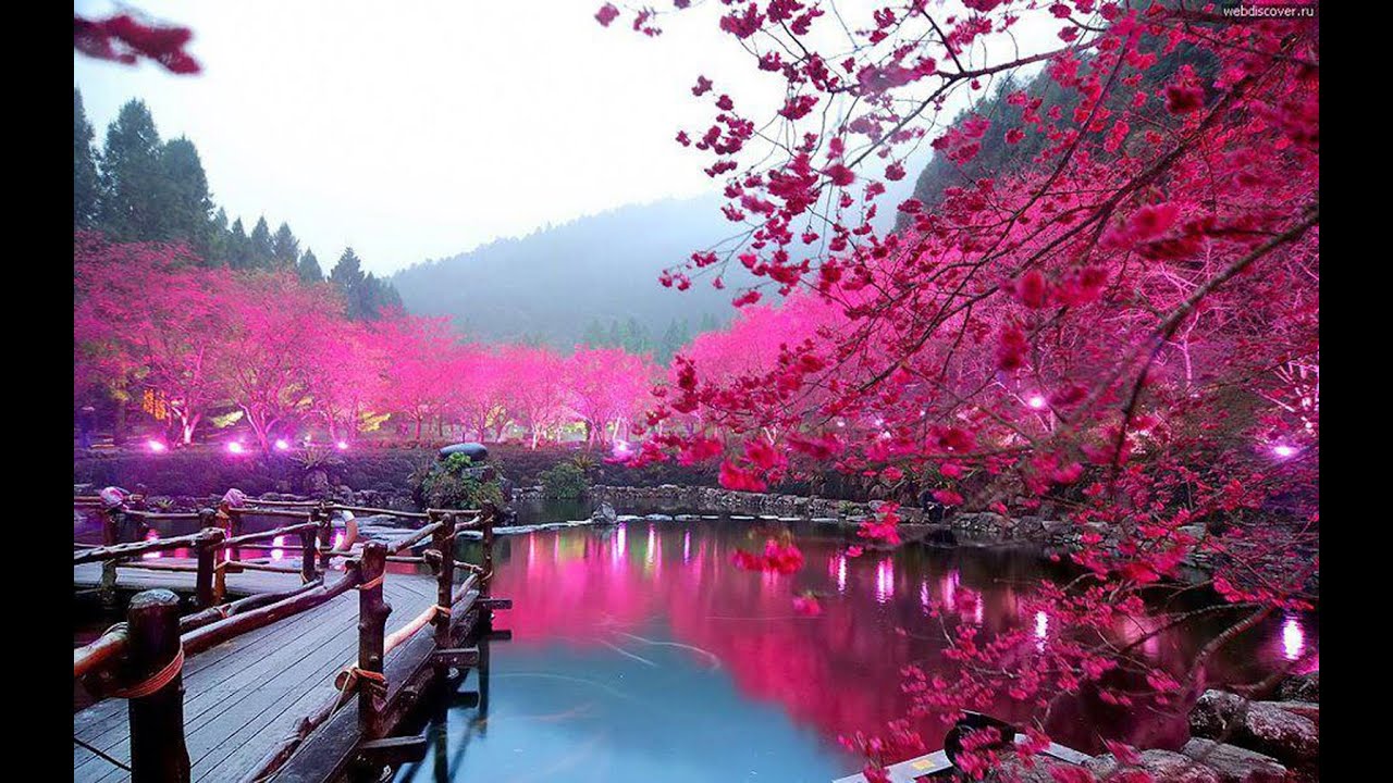 13 Most Beautiful and Famous Trees on Earth By save Trees Chandu YouTube