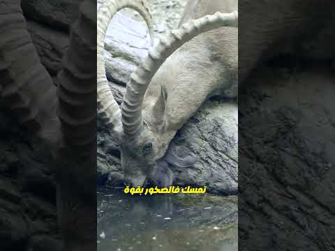 الوعل اليمني  الماعز العربي أيهما أقوى في تسلق الجبال ربع مشكل معلومات منوعات 