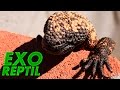 Exo Reptil - Curiosidades del Monstruo de Gila