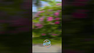 Selingkuh Dengan Mertua -  DJ Goyang Goyang | Tata Julita