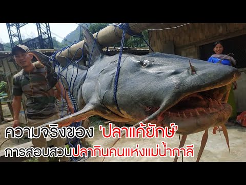 ความจริงของ 'ปลาแค้ยักษ์' กับการสอบสวนปลากินคนแห่งแม่น้ำกาลี #ปลาไทย