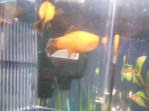 Pregnant Swordtails 35