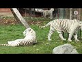 animals video wild animals  funny clip #ranimals   #funnyanimals