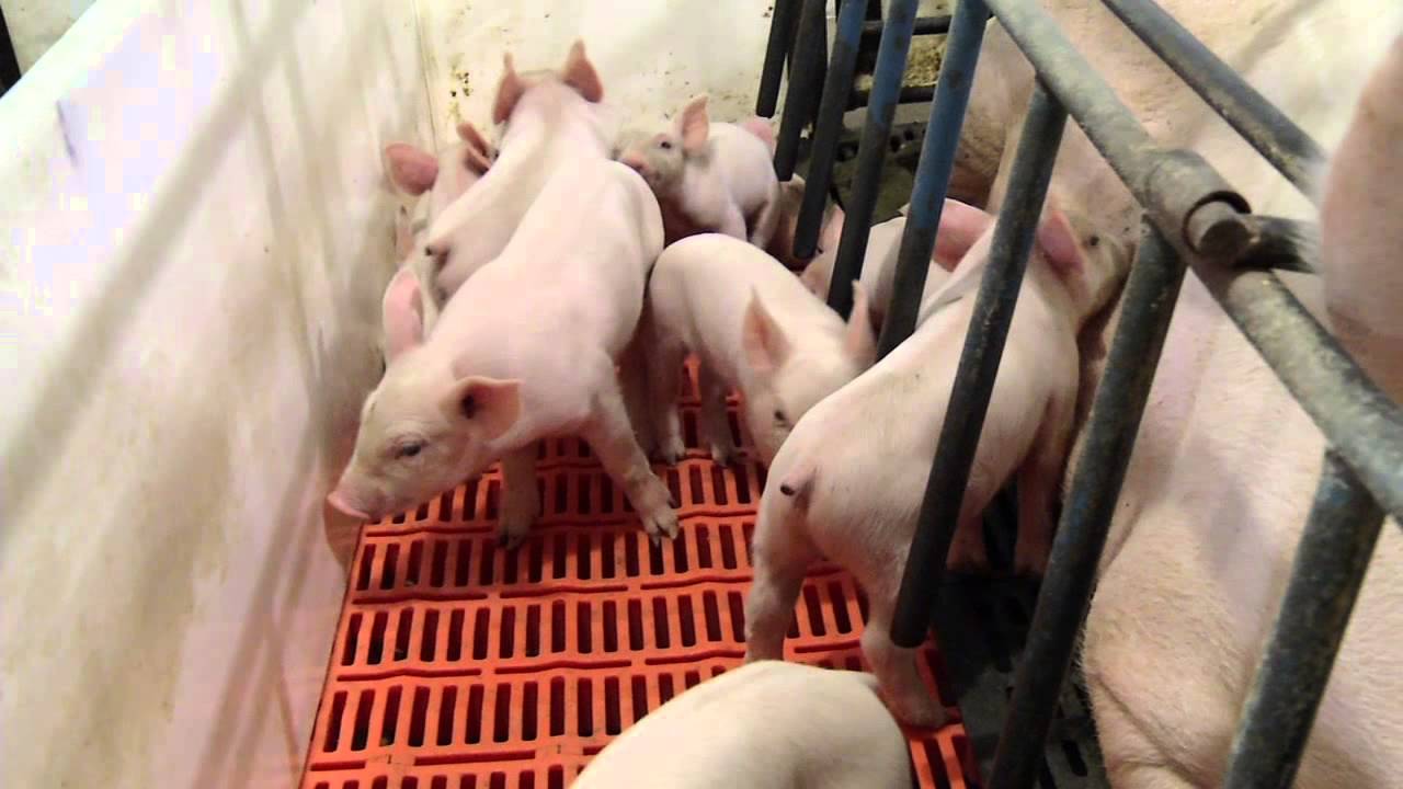 Nebraska Vet Hogs Farm Tour YouTube