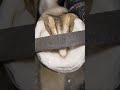 “Horse Hoof ASMR | Cleaning, Trimming &amp; Rasping Sounds for Sleep”