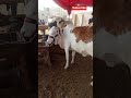 #viral cow video mashallah # world animal 🥰 lovers