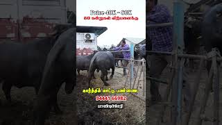80 எருமை  கன்றுகள் விற்பனைக்கு #vivasayaarvalargal #shorts