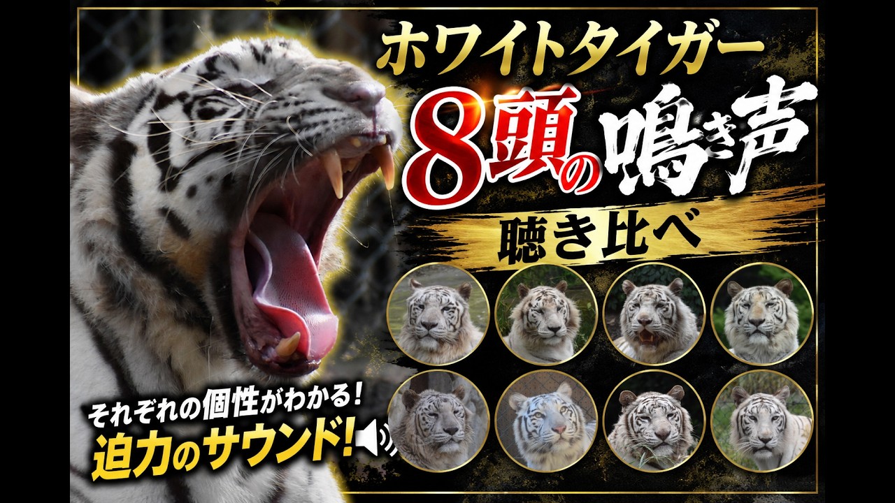Recording of a White Tiger's Roar | Footage of a white tiger