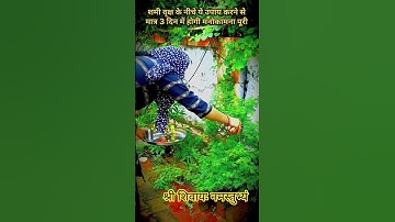 शमी वृक्ष के नीचे यह उपाय करने से मात्र 3 दिन में  मनोकामना की पूर्ति#upay #pradeepmishrakiketotke