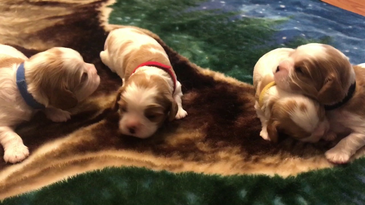 2 WEEK OLD PUPPIES!! // Cavalier King Charles Spaniels - YouTube