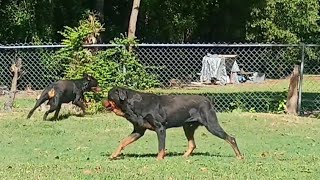 MY ROTTWEILER FAKED A INJURY JUST TO GET SOME ATTENTION.