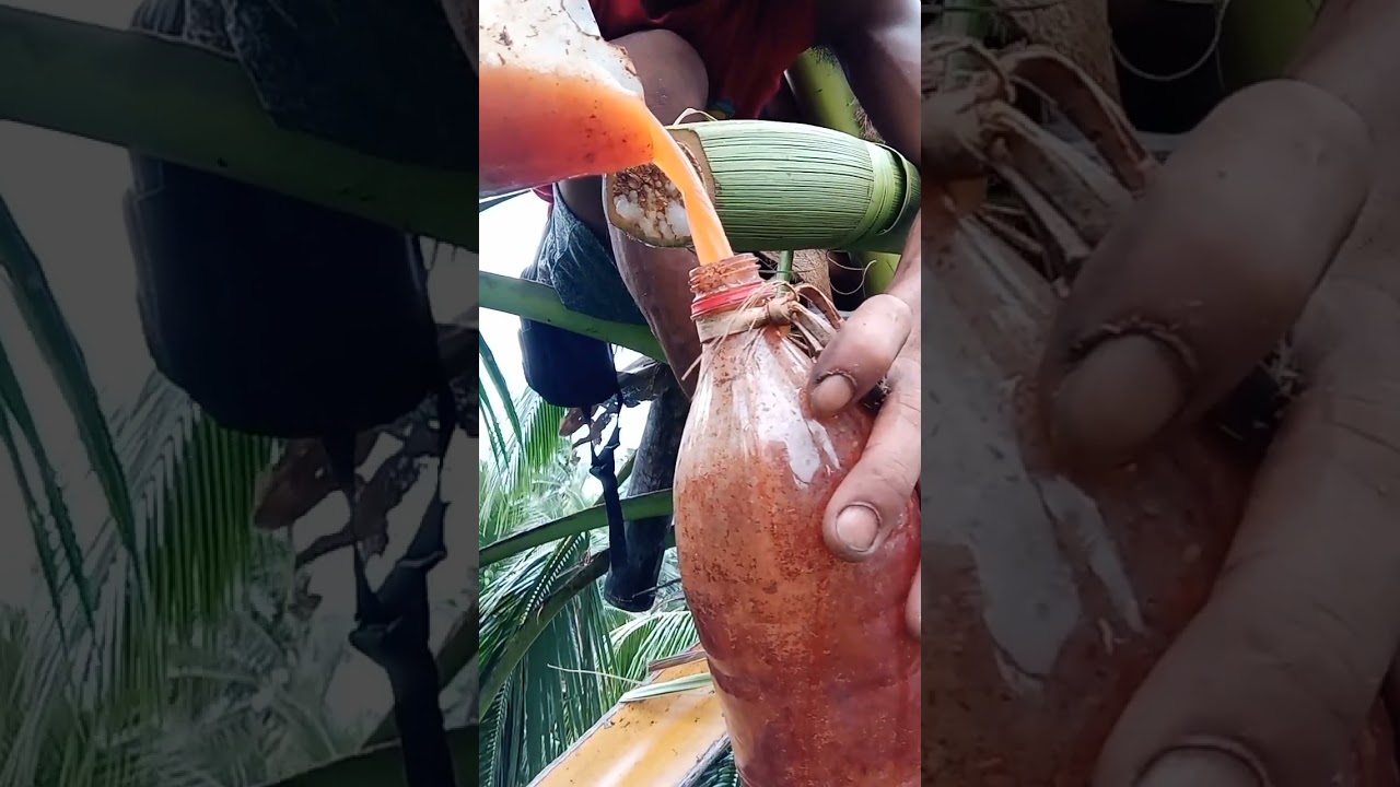 Fresh Toddy Harvest! Tutorial.5 