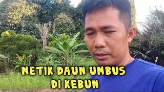 Kekebun Metik Daun Umbus‼️Daun Umbus Segar Untuk Sayur