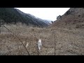 Приключения щенка Ивы в горах Северной Осетии!