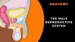 Everything You Wanted to Know About ANATOMY OF THE MALE REPRODUCTIVE SYSTEM