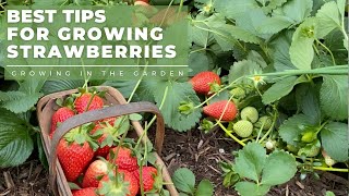 HOW to PLANT and GROW STRAWBERRIES, plus TIPS for growing strawberries in HOT CLIMATES
