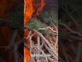 ماموستا پرویز دری دوتار خراسان