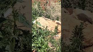 CYPRUS AGAMA LIZARD basking on a ROCK