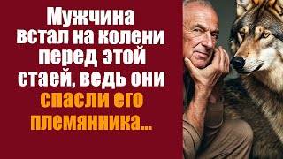 Мужчина встал НА КОЛЕНИ перед этой стаей, ведь они СПАСЛИ его племянника!