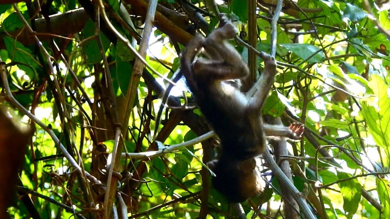 foundry Tiny Heidi Learns Walking On The Branches Nearly Fall But Comes Fast Help baby