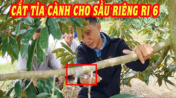 Chia sẽ cách cắt tỉa cành tạo tán cho sầu riêng Ri6 - Quản lý cành vượt| SIÊU THỊ CÂY GIỐNG WELOFARM
