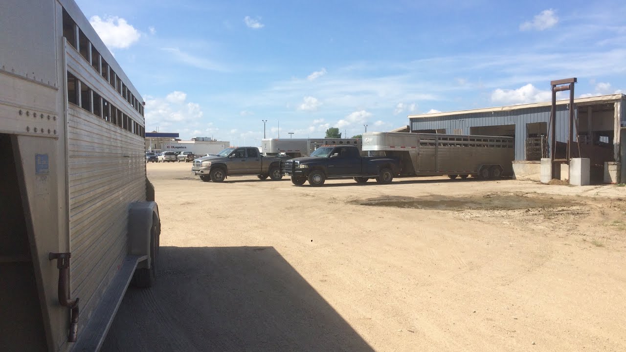 A Trip To The Sales Barn And Other Wednesday Farm Stuff! YouTube