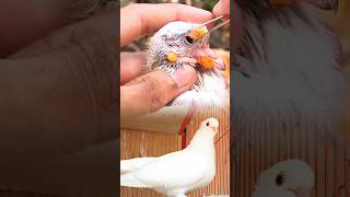 Gently Removing Pox Near The Pigeons Eye With Care