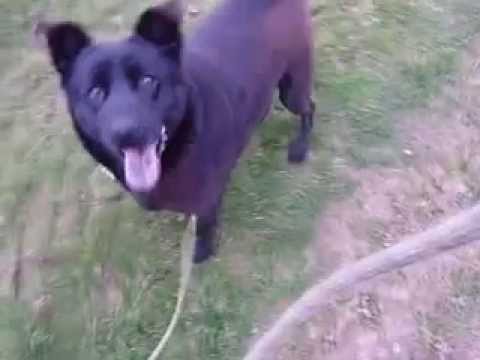 Pablo à adopter au refuge de Morée 41
