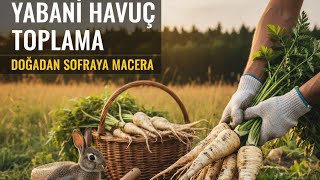 Doğada Yabani̇ Havuç Bi̇tki̇si̇