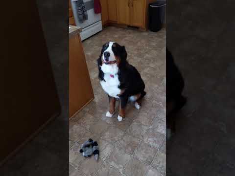 Dogs  pokerface is flawless #shorts