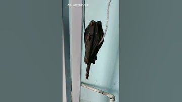 Pa lăng palang bá lăng lắc cáp 2 tấn dùng để kéo cáp quang, nâng tải - Cokhilienson.com