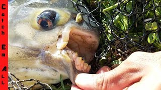 GIANT PIRANHA MONSTER caught in Florida POND! NEW BIGGEST EVER!!