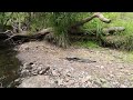 Walking a Country Creek - The Sounds of The Australian Bush (and My Footsteps..)