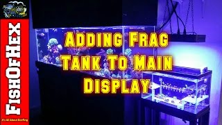 Adding Frag Tank To Main Display | Reef Tank