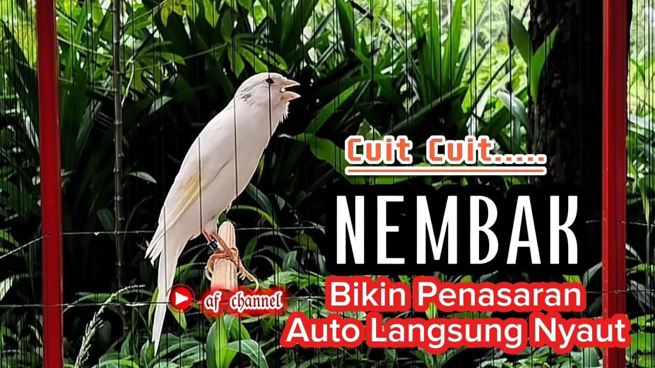 KENARI GACOR CUIT CUIT MEMANGGIL LAWAN BIKIN EMOSI |23| COCOK BUAT PANCINGAN KENARI BELAJAR BUNYI