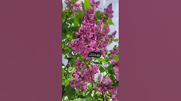 سورة الضحى | تلاوة تمسّ القلوب بصوت مؤثر وخاشع