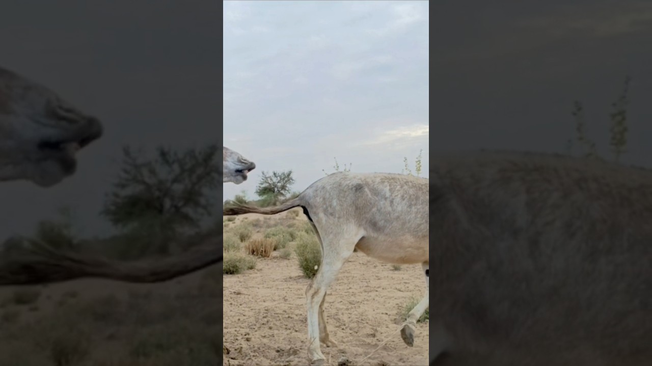 Ghada Ghadi in jungle