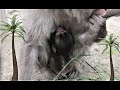 У Японских макак появился малыш - мальчик! Japanese macaques have a baby boy!