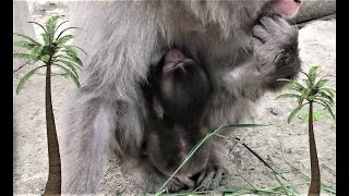 У Японских макак появился малыш - мальчик! Japanese macaques have a baby boy!