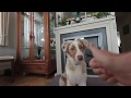 VR180 3D How to Teach Give Paw, High Five, Wave Hello - Dog Training 🐶 Puppy Miley