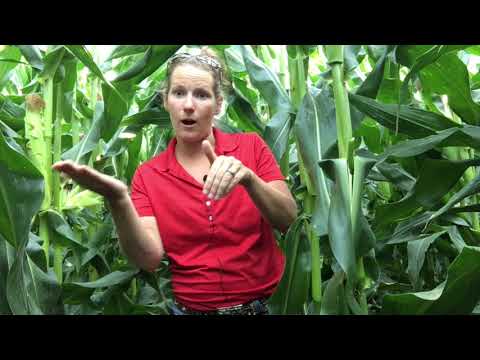 Video: Fusarium Blight Of Corn Cobs