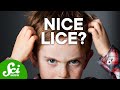7 Things You Probably Don't Want to Know About Lice