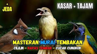 Masteran Murai Tembakan Cililin, Cucak Cungkok, Kapas Tembak