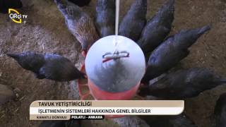 KANATLI DÜNYASI/POLATLI-ANKARA/TAVUK YETİŞTİRİCİLİĞİ
