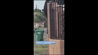 Bear spotted in northeast Albuquerque