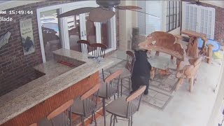 Viral 3-legged bear who enjoys White Claws returns to another Florida home